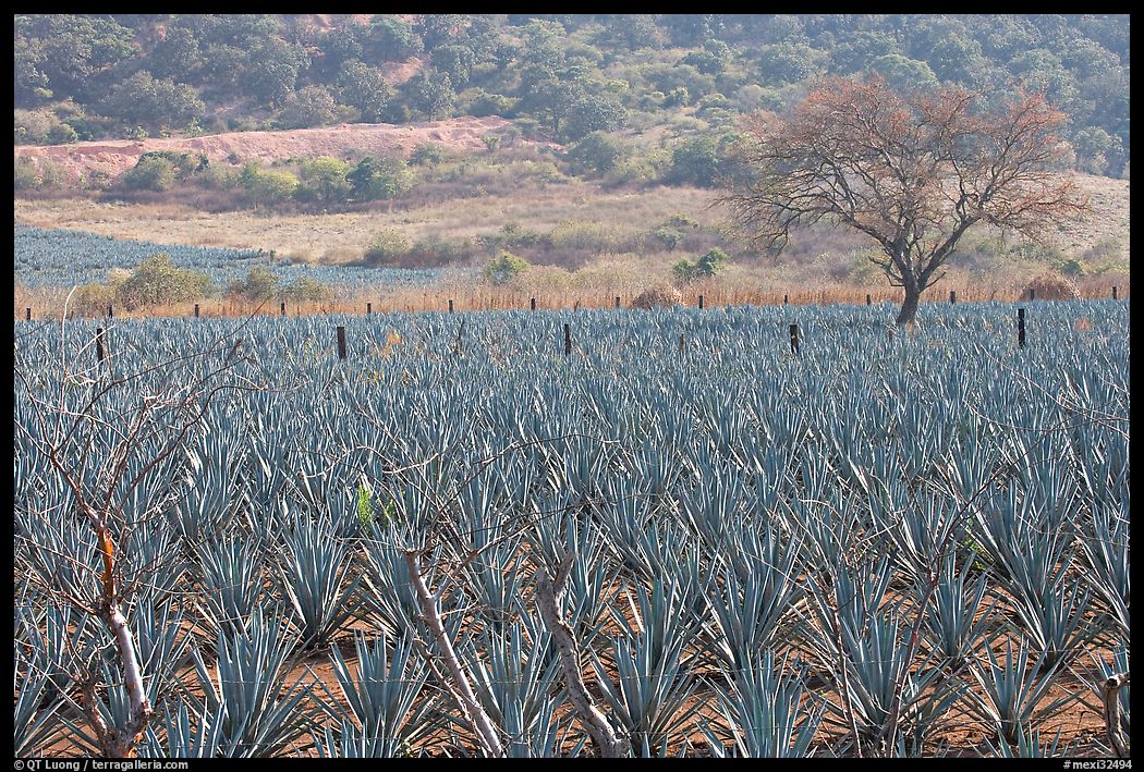 Agave plantation and tree. Mexico