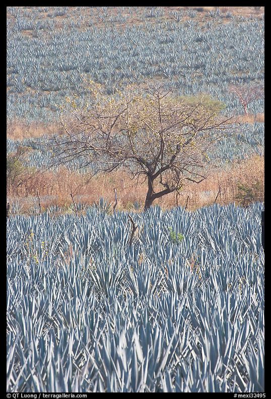 Blue Agave field and tree. Mexico