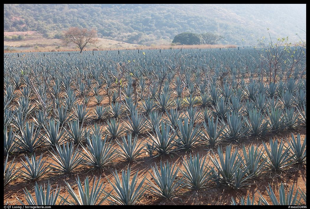 Field of agaves near Tequila. Mexico