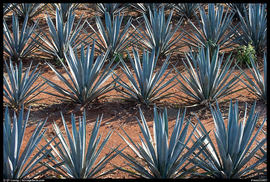 Rows of  blue agaves near Tequila. Mexico