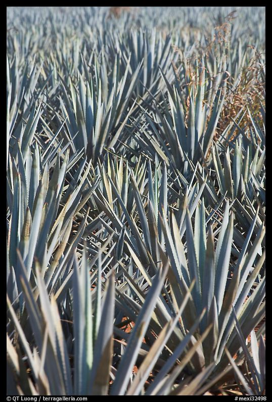Dense rows of blue agaves. Mexico