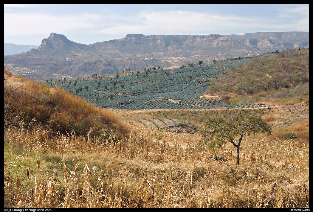 Rural landscape with grasses and agave field. Mexico