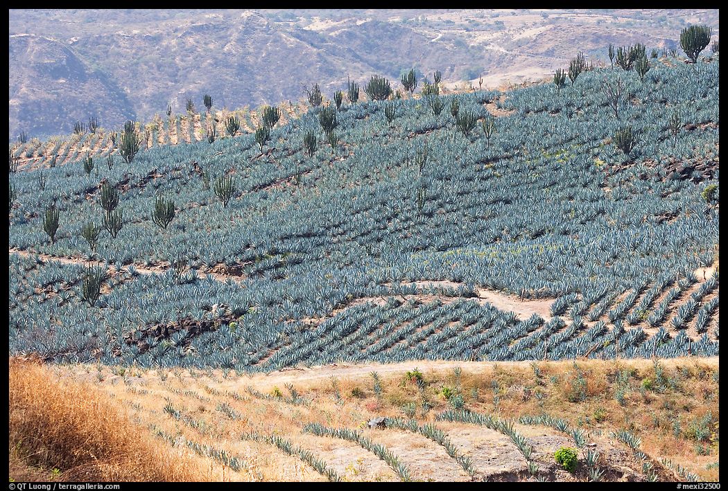 Agave field on rolling hills. Mexico