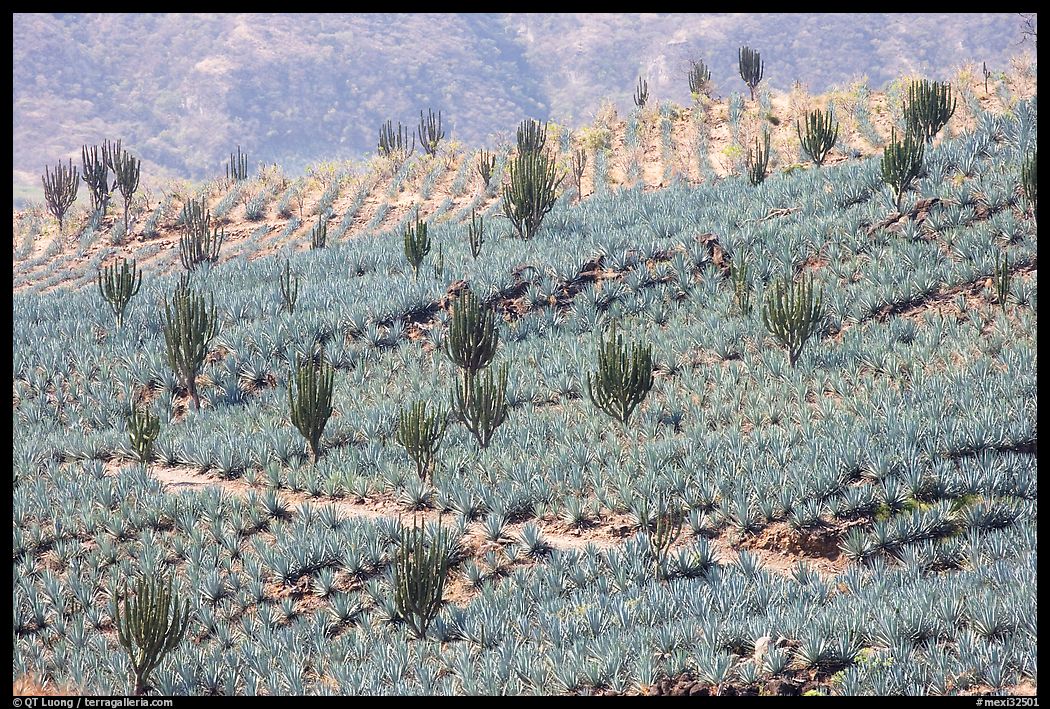 Cactus amongst agave field. Mexico