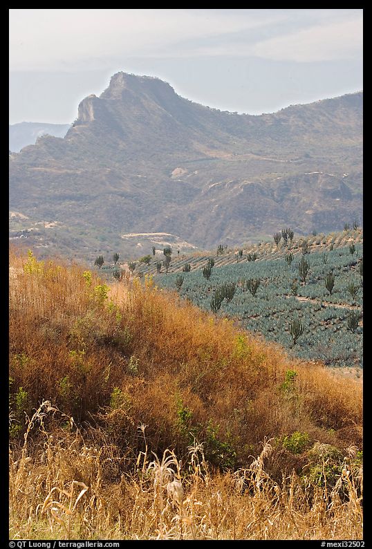 Grasses, agaves, and mountains. Mexico