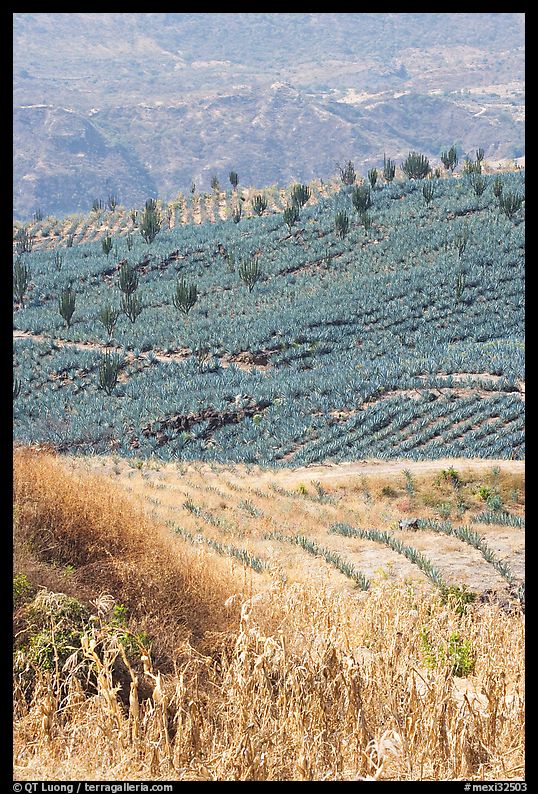Blue agave field on hillside. Mexico