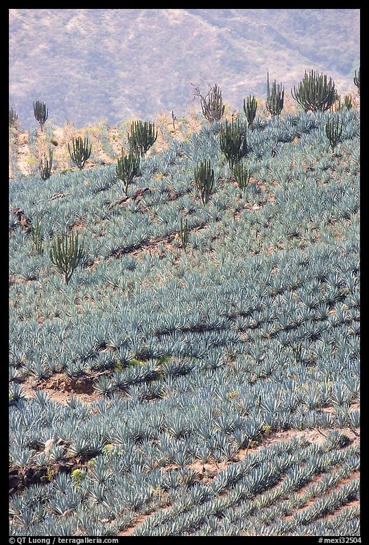 Cactus amongst blue agaves. Mexico