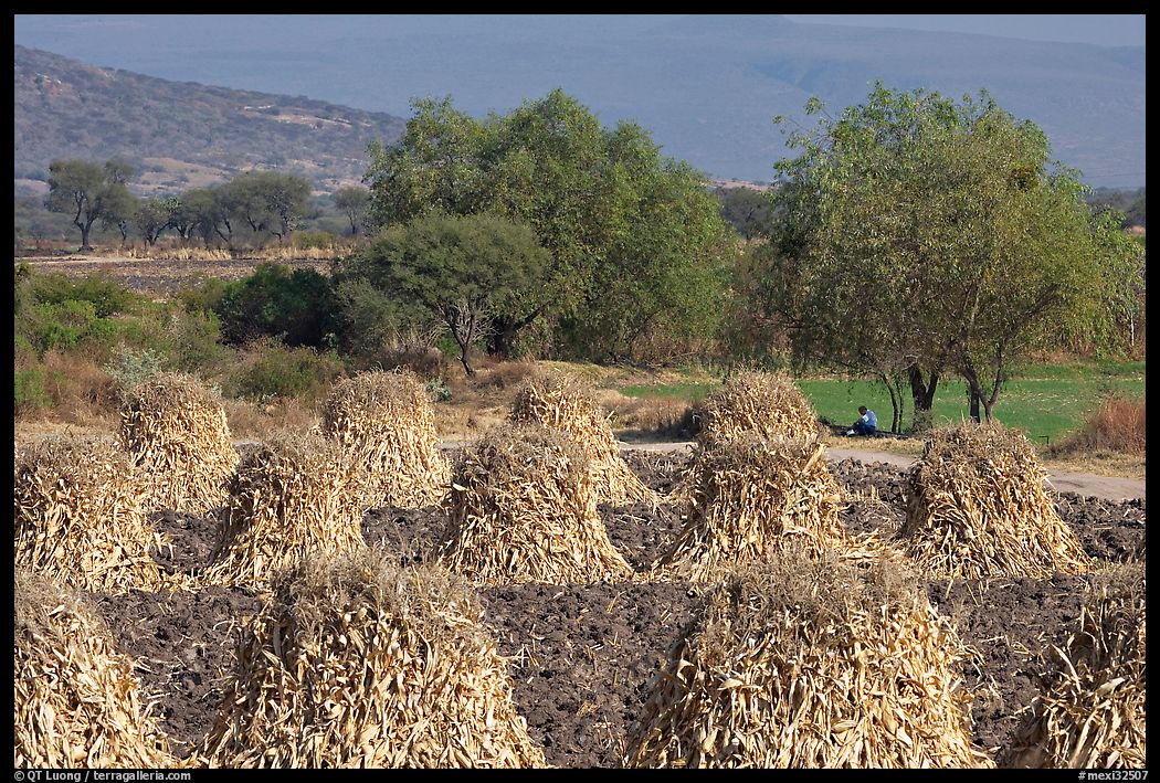 Stacks of corn hulls. Mexico