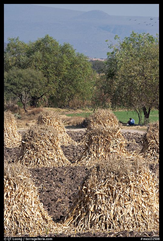 Man sitting beneath a tree near a field with stacks of corn hulls. Mexico
