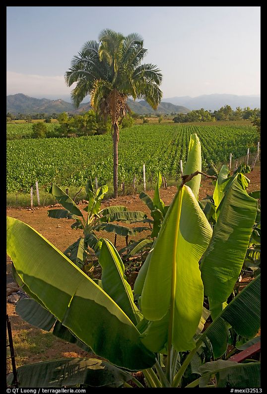 Banana trees, palm tree, and tobbaco field. Mexico