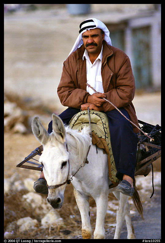 Arab man riding a donkey, Hebron. West Bank, Occupied Territories (Israel)