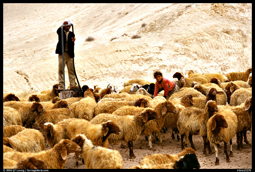 Man and girl feeding water to a hard of sheep, Judean Desert. West Bank, Occupied Territories (Israel)