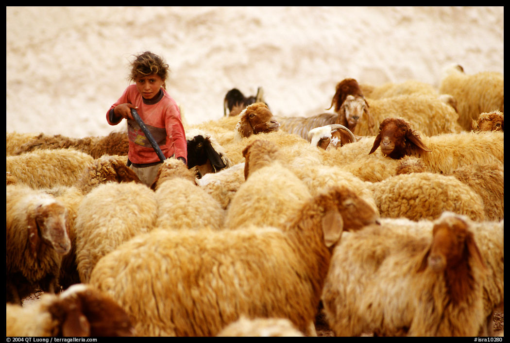Bedouin girl feeding water to a hard of sheep, Judean Desert. West Bank, Occupied Territories (Israel)