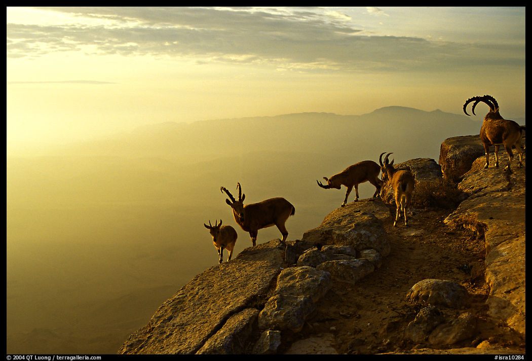 Mountain ibex on the rim of Wadi Ruman  Crater, sunrise. Negev Desert, Israel