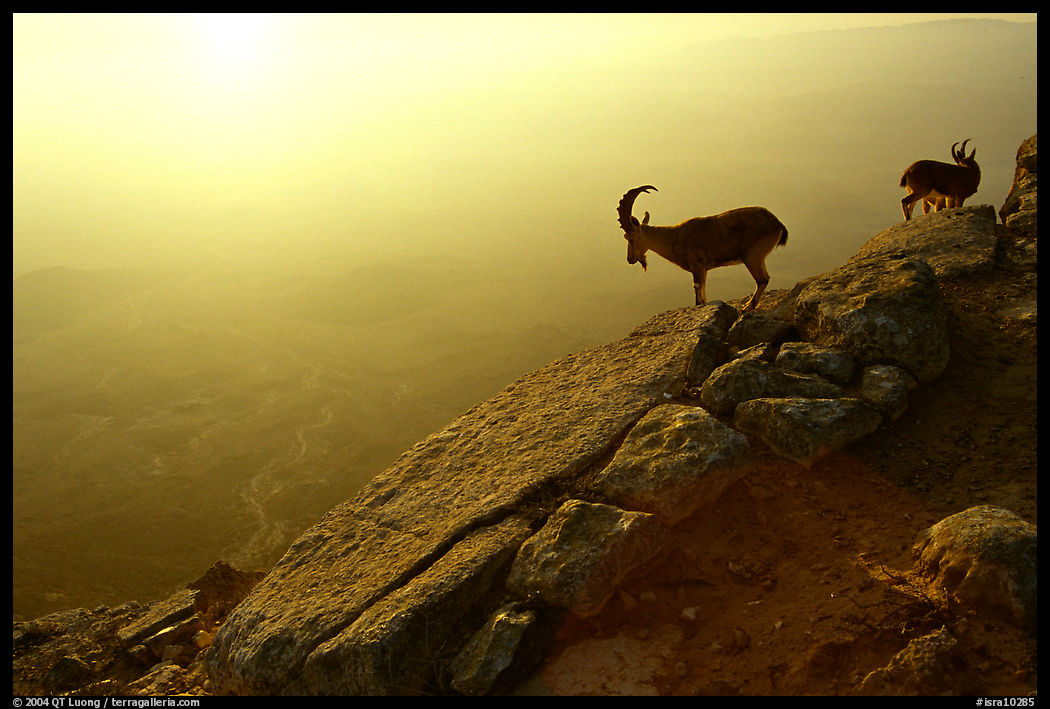 Mountain ibex on the rim of Maktesh Ramon Crater, sunrise. Negev Desert, Israel