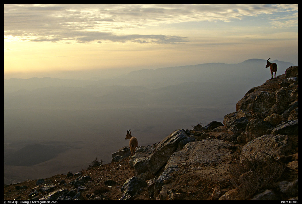 Ibex on the rim of Wadi Ruman (Maktesh Ramon) Crater, sunrise. Negev Desert, Israel