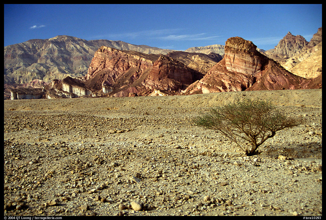 Bush and colorful cliffs. Negev Desert, Israel