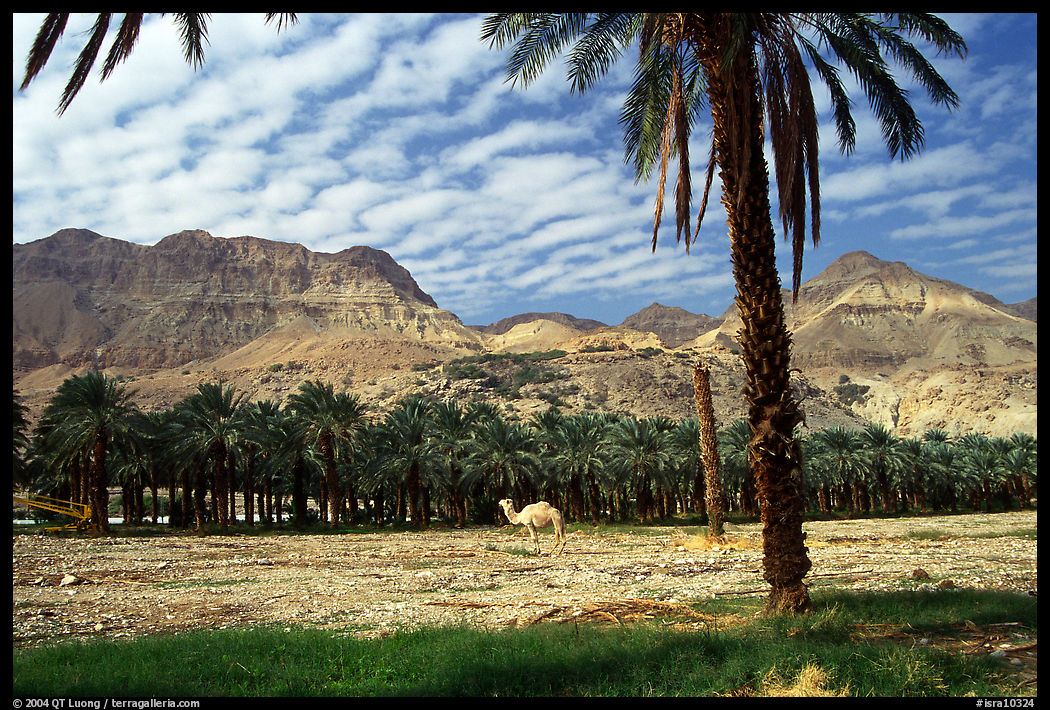 Camel and Oasis. Israel