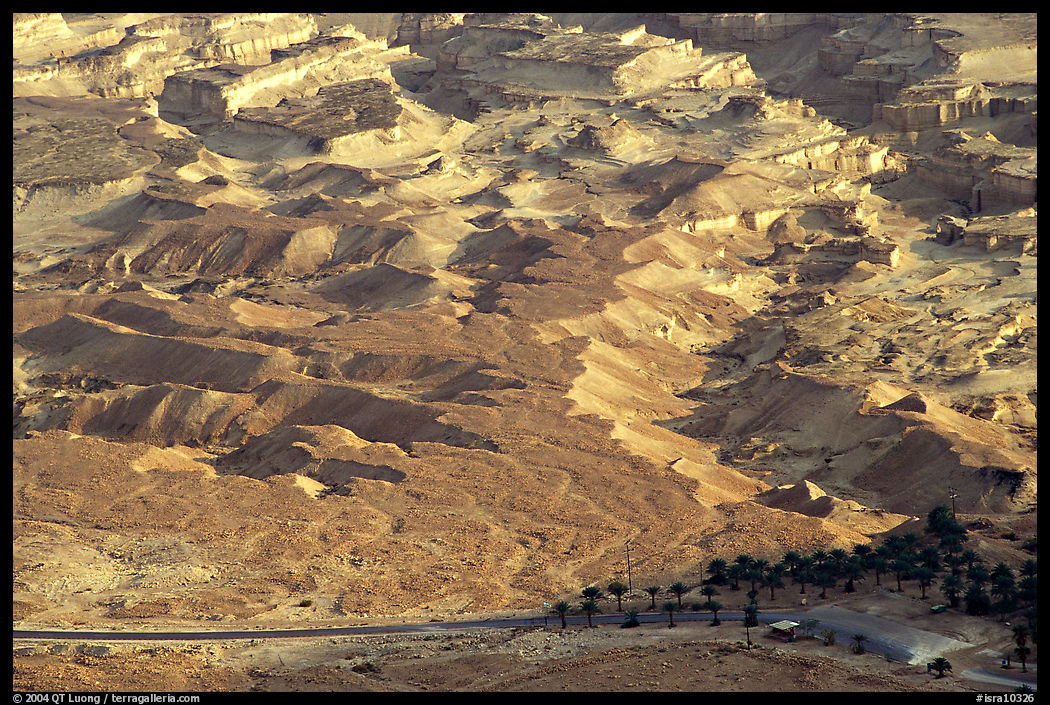 Desert and palm trees. Israel