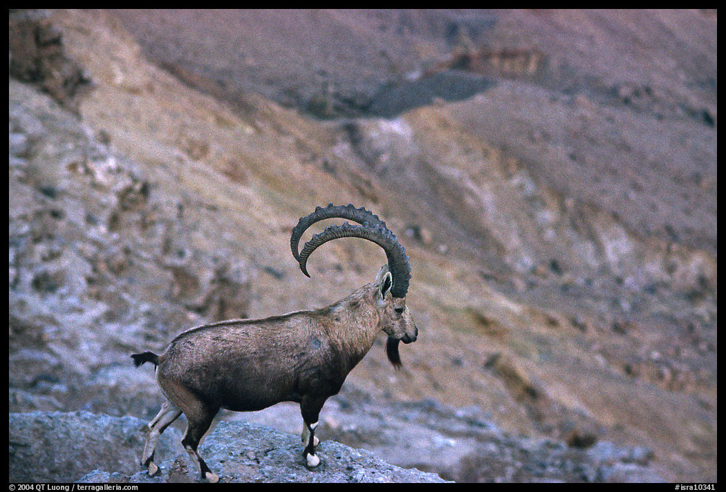 Ibex, Ramon crater. Negev Desert, Israel
