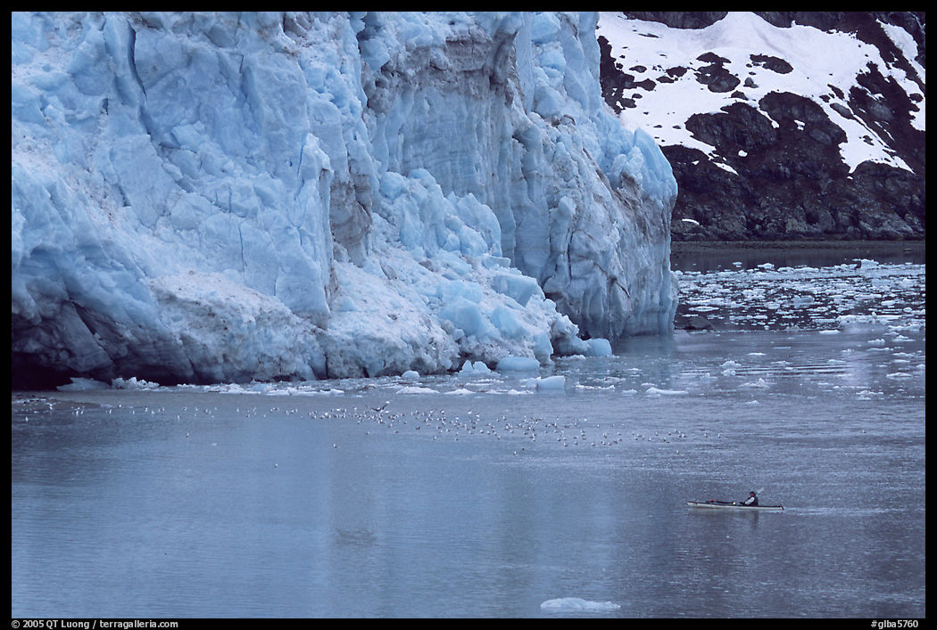 Kayaker dwarfed by the front of Lamplugh Glacier. Glacier Bay National Park, Alaska