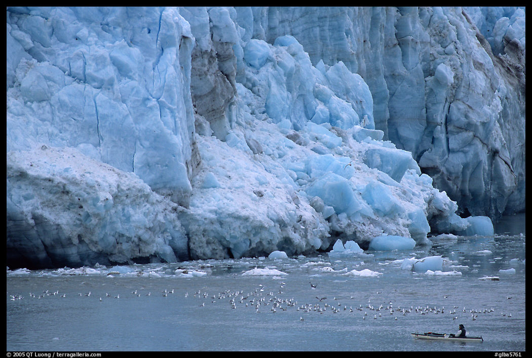 Kayaker bellow  the front of Lamplugh Glacier. Glacier Bay National Park, Alaska
