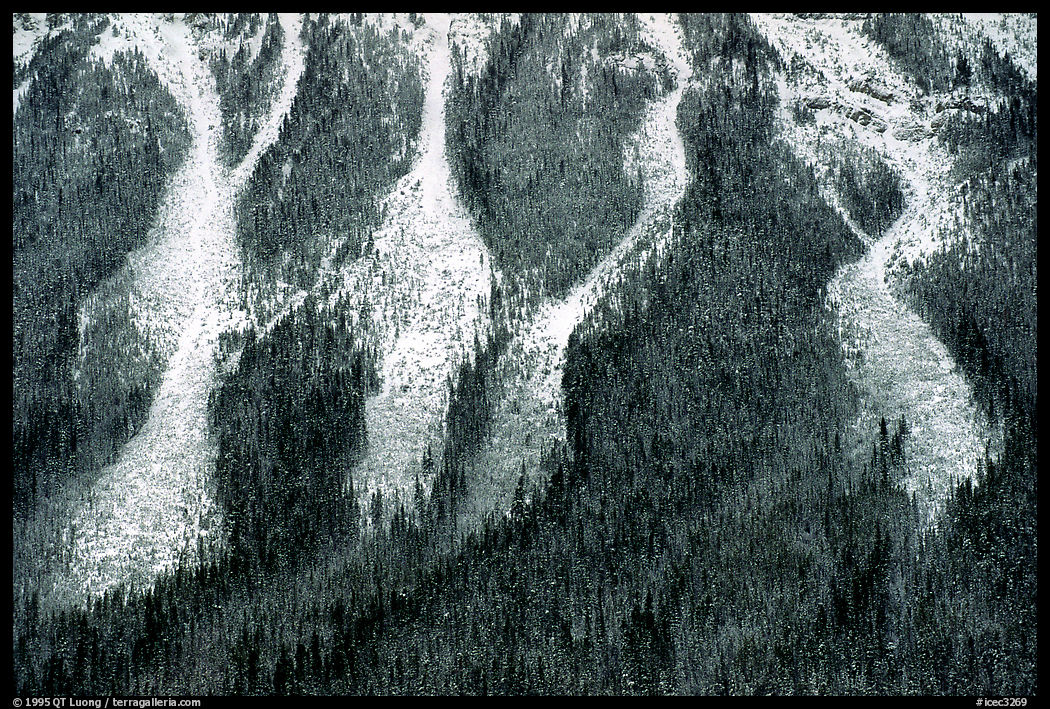 Avalanche gullies. Canadian Rockies