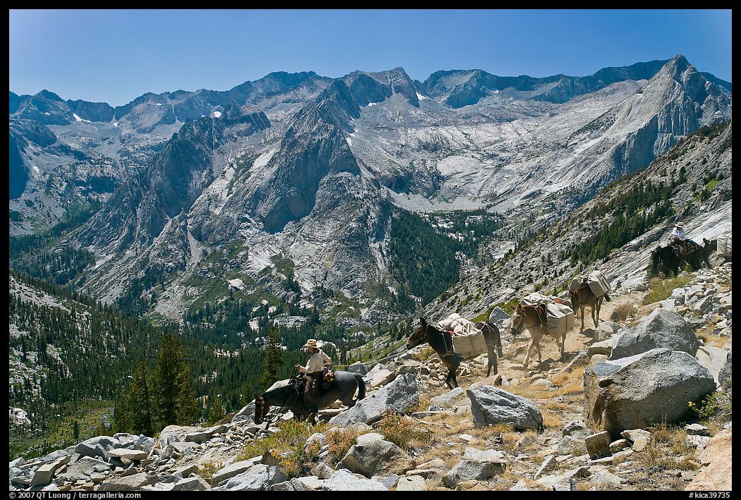 Pack horses on trail above Le Conte Canyon. Kings Canyon National Park, California