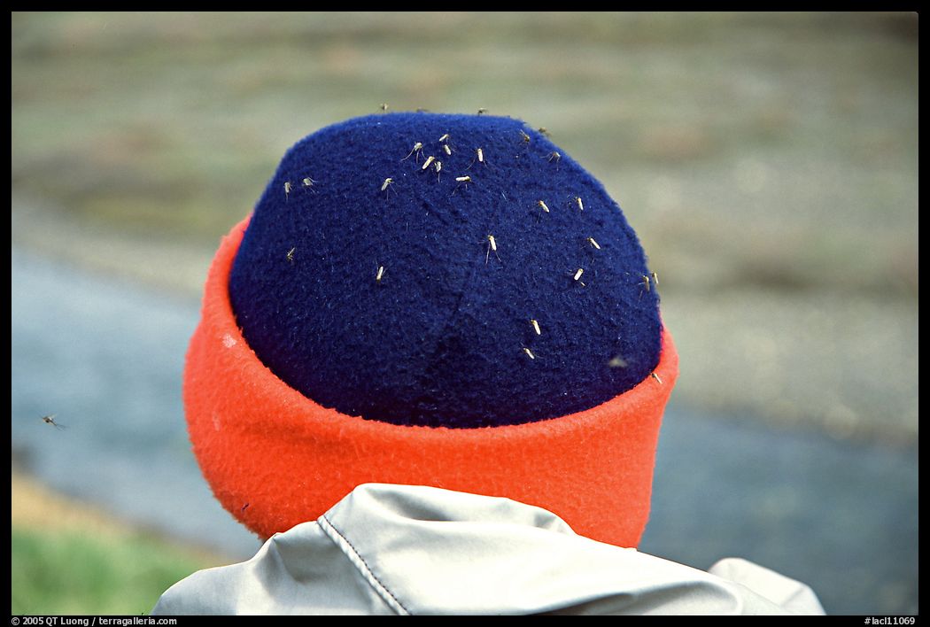 Hat covered with mosquitoes. Lake Clark National Park, Alaska