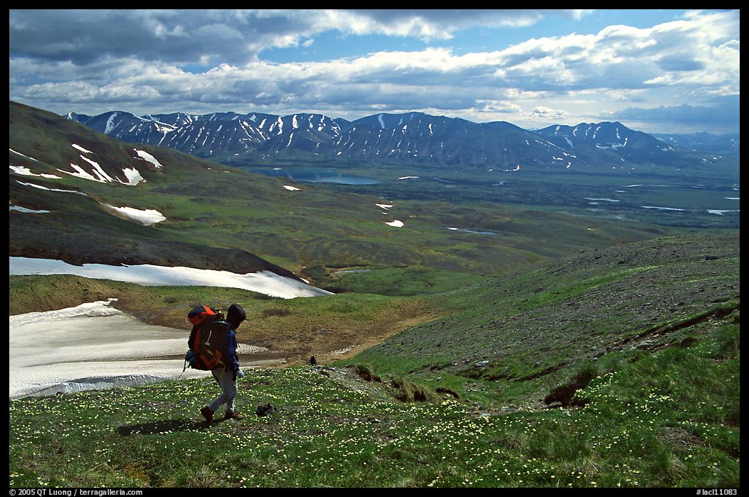 Backpackers walking down on a carpet of alpine flowers towards Twin Lakes. Lake Clark National Park, Alaska