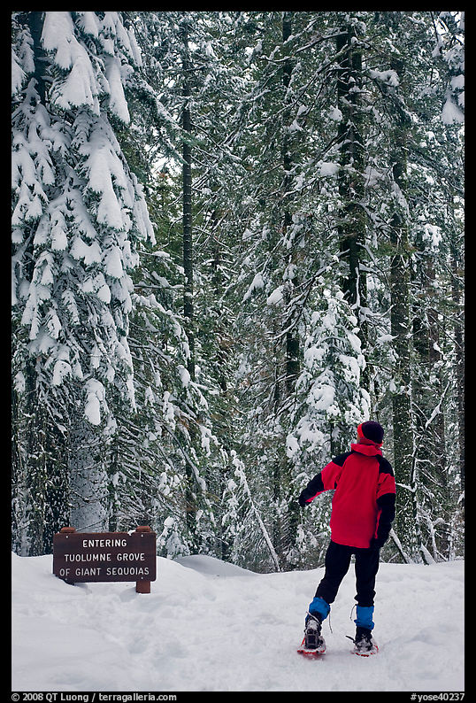 Hiker on snowshoes entering Tuolumne Grove in winter. Yosemite National Park, California