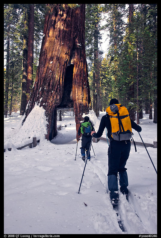 Skiers approaching the California Tunnel Tree, Mariposa Grove. Yosemite National Park, California