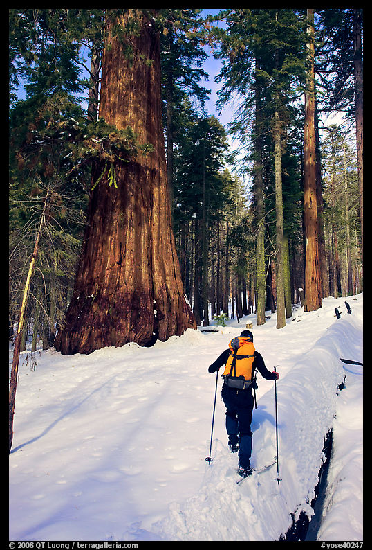 Backcountry skier at the base of Giant Sequoia trees, Mariposa Grove. Yosemite National Park, California