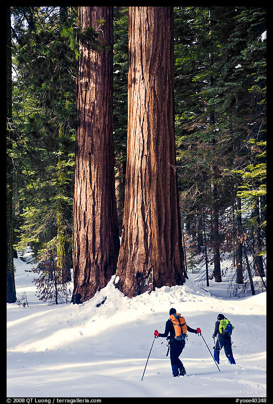 Cross-country skiers at the base of Giant Sequoia trees, Mariposa Grove. Yosemite National Park, California
