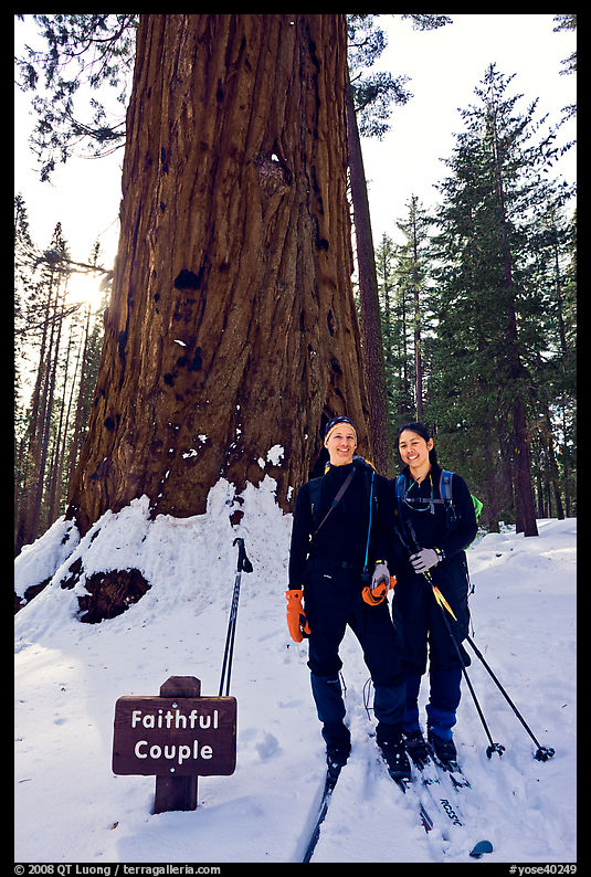 Skiers in front of the tree named Faithful couple tree in winter. Yosemite National Park, California