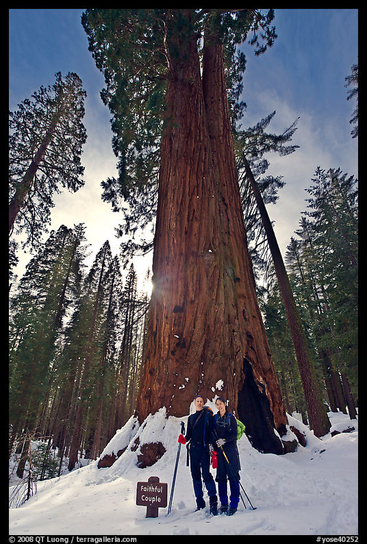 Skiers at the base of tree named Faithful couple tree in winter. Yosemite National Park, California