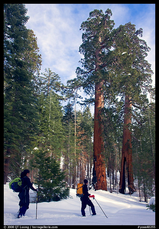 Skiers pause near the characteristic Clothespin tree, Mariposa Grove. Yosemite National Park, California