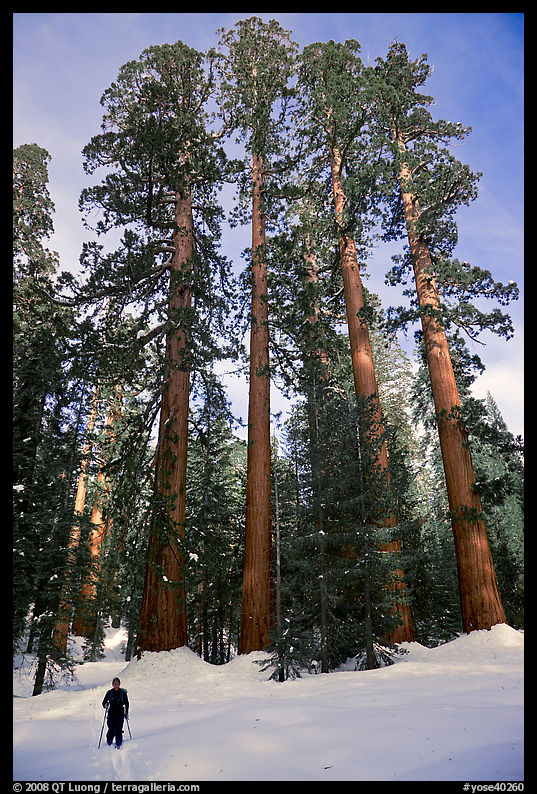 Skier and Upper Mariposa Grove in winter. Yosemite National Park, California