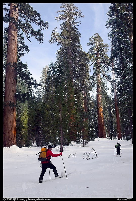 Cross-country skiing in the remote Upper Mariposa Grove. Yosemite National Park, California