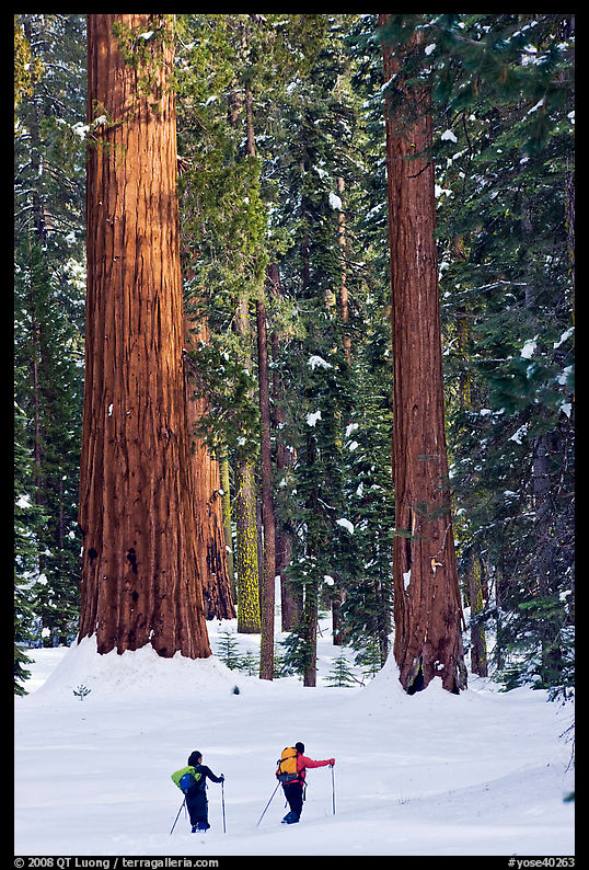Cross-country  skiiers at the base of Giant Sequoia trees in Upper Mariposa Grove. Yosemite National Park, California
