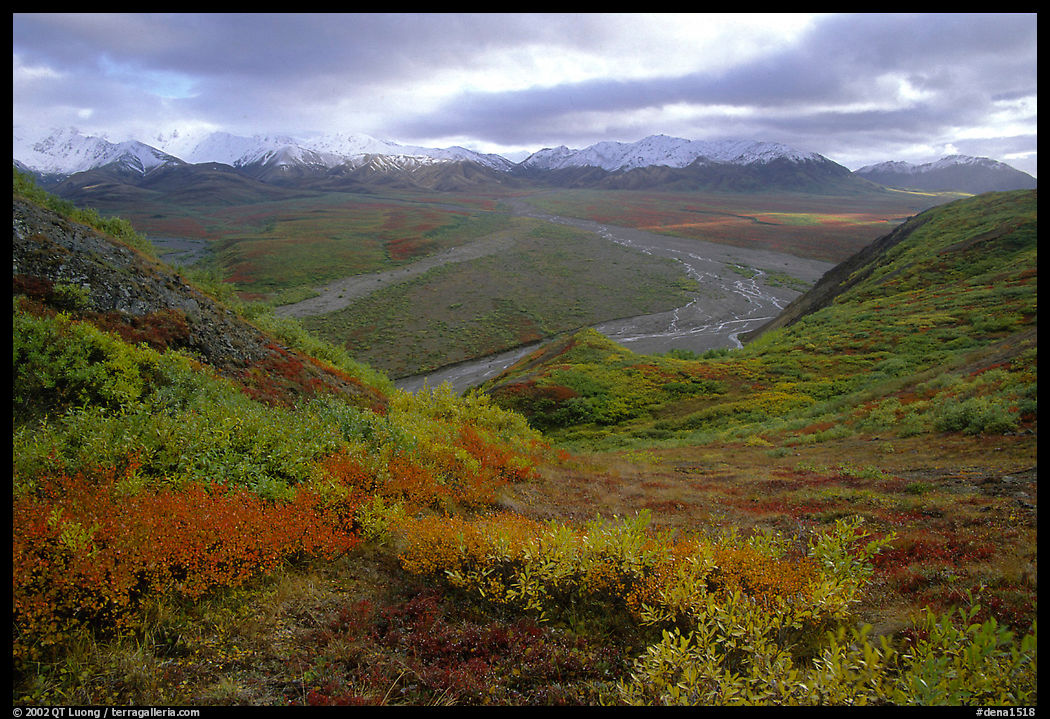 Tundra, braided rivers, Alaska Range at Polychrome Pass. Denali  National Park, Alaska, USA.
