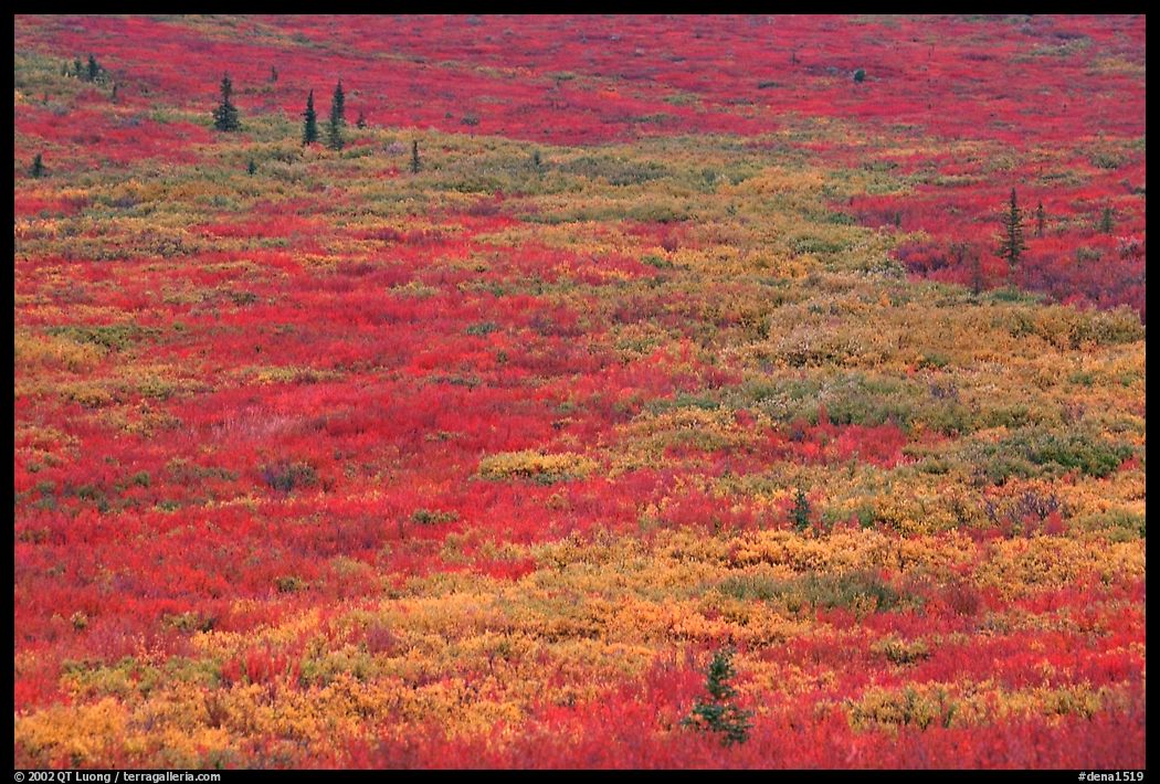 Tundra in fall colors near Savage River. Denali  National Park, Alaska, USA.