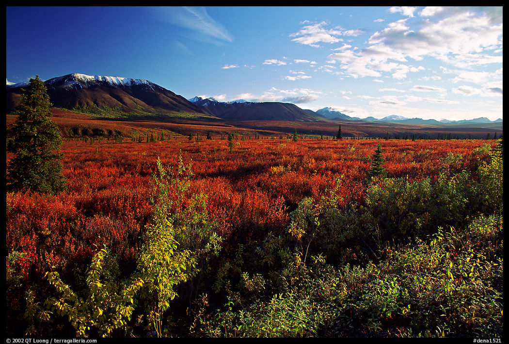 Alaska Range and tundra from near Savage River. Denali  National Park, Alaska, USA.