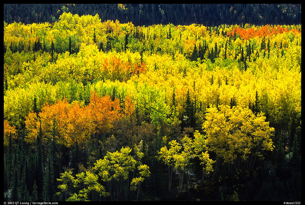 Aspen trees in bright autumn colors, Riley Creek drainage. Denali  National Park, Alaska, USA.