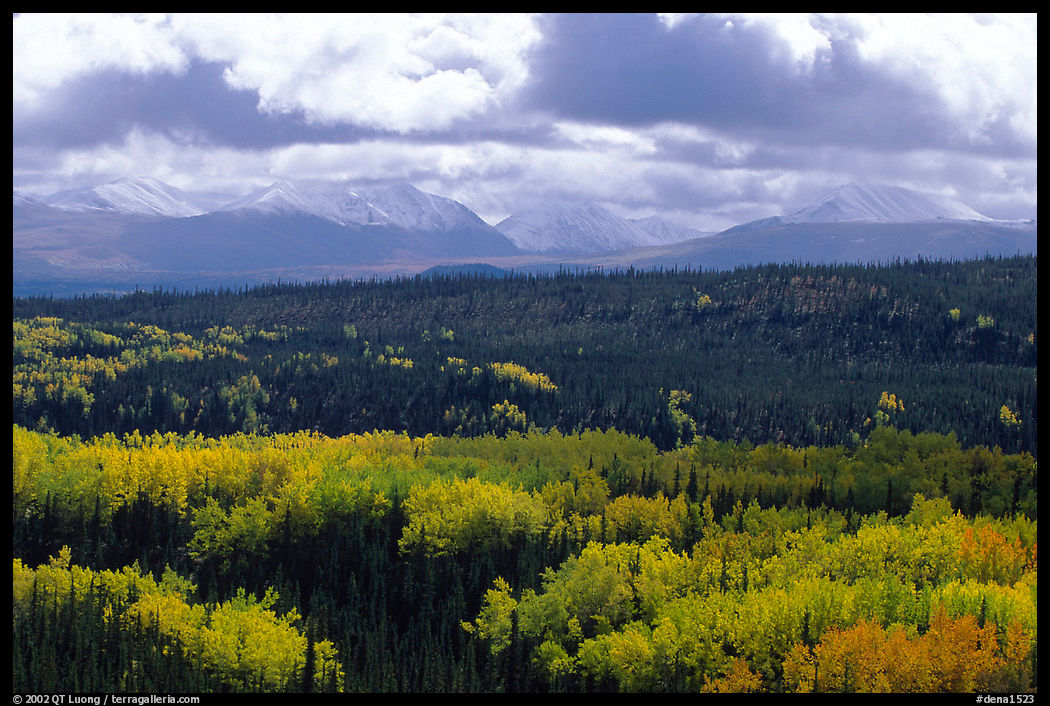 Aspen trees in fall foliage and Panorama Mountains, Riley Creek. Denali  National Park, Alaska, USA.