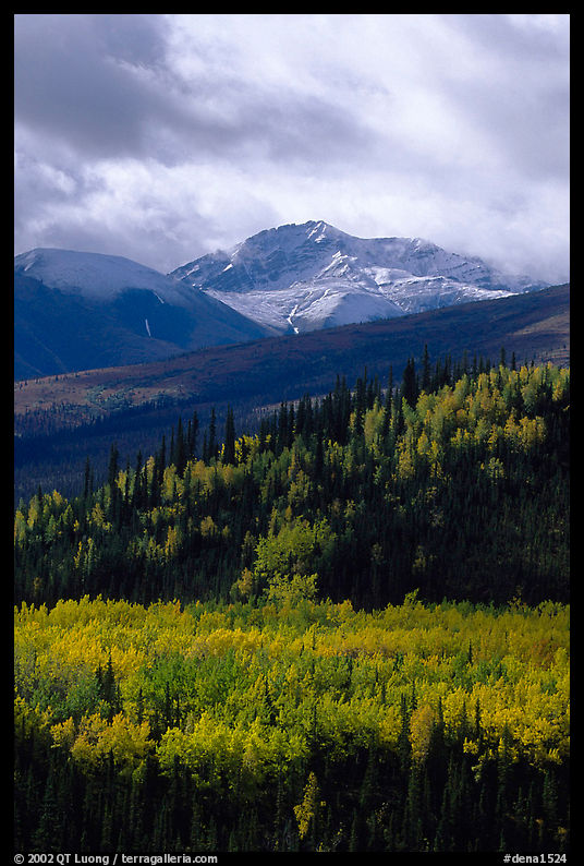 Aspens in yellow  fall colors and Panorama Range, Riley Creek drainage. Denali  National Park, Alaska, USA.