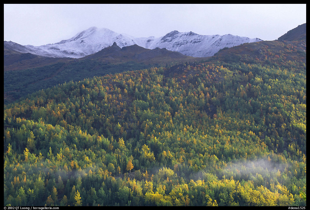Hillside with aspens in fall colors. Denali  National Park, Alaska, USA.