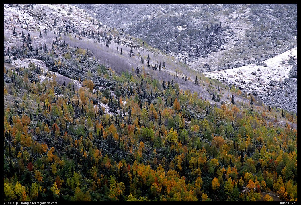 Hillside with Aspens in fall colors and fresh snow. Denali  National Park, Alaska, USA.