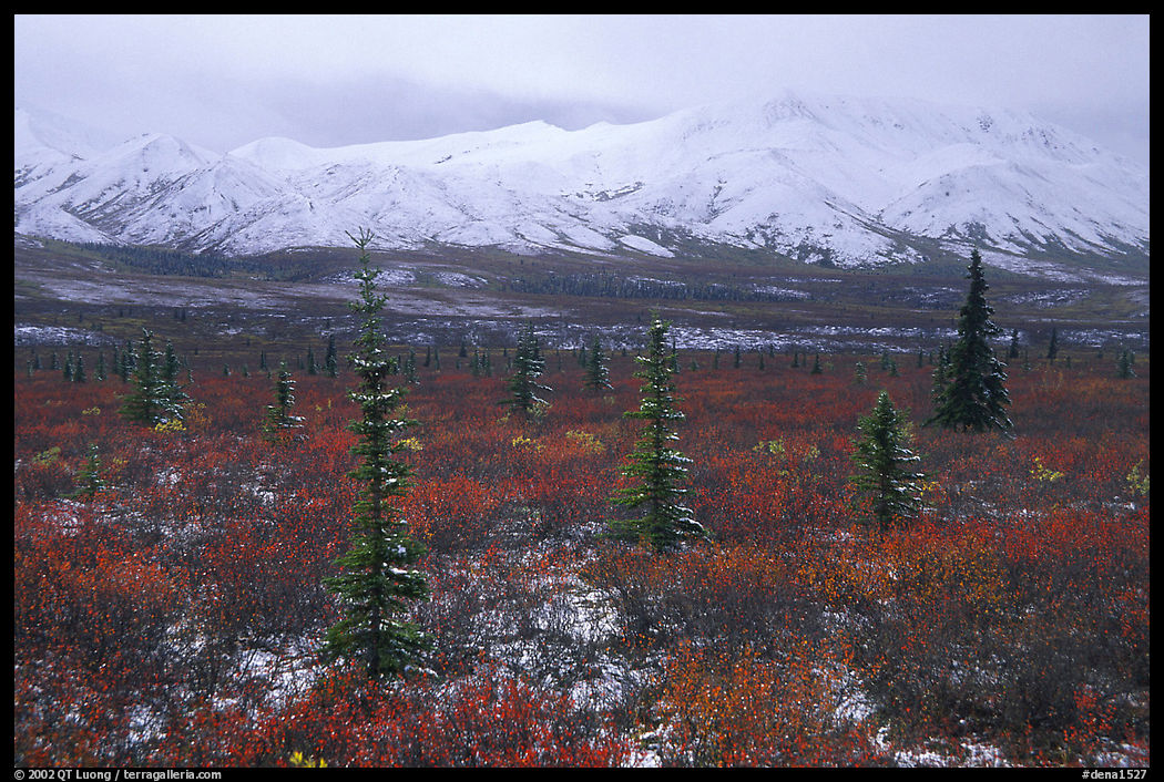 Spruce trees, tundra, and peaks with fresh snow. Denali  National Park, Alaska, USA.