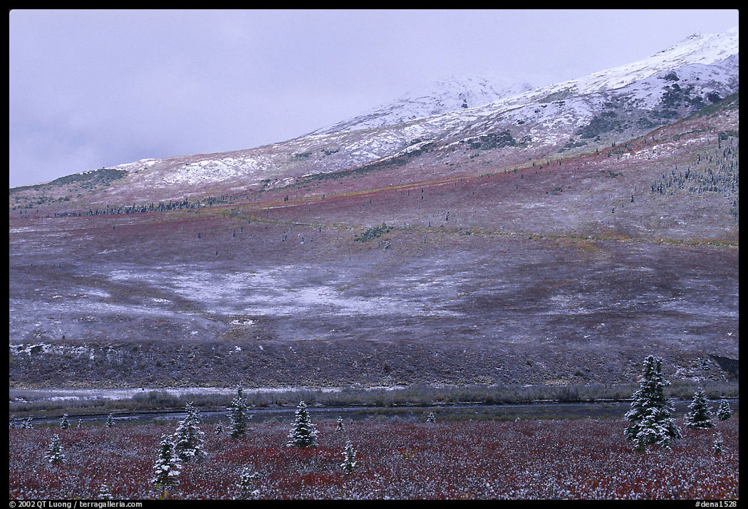 Dusting of snow and tundra fall colors  near Savage River. Denali  National Park